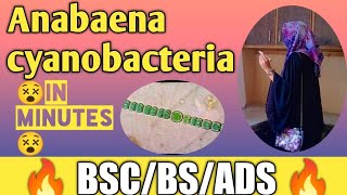 Anabaena cyanobacteriaheterocystplant bodyreproductionfull concepthuzaifa rfq tutorial [upl. by Hodges]