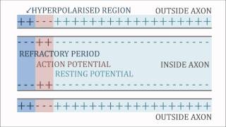 Action Potential Resting Potential amp Refractory Period [upl. by Neel]