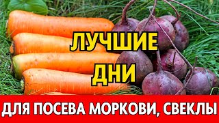 Когда сеять морковь свеклу редис весной 2024 по лунному календарю Лунный посевной календарь 2024 [upl. by Gelasius761]