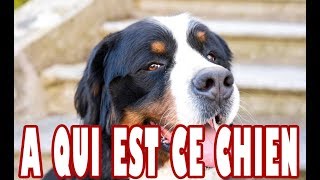 🐶 NOTRE NOUVEAU CHIEN IWOK  JE VOUS EXPLIQUE [upl. by Acebber674]