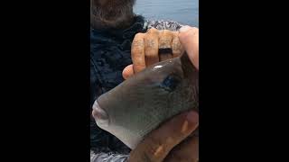 Why this is called a “trigger fish” fishing triggerfish offshorefishing texasfishing [upl. by Alisia46]