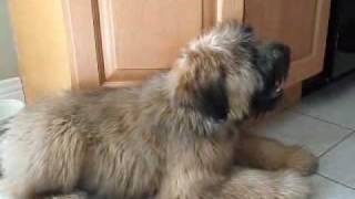 Nellie the Wheaten Terrier  3 to 4 Months [upl. by Christoforo]