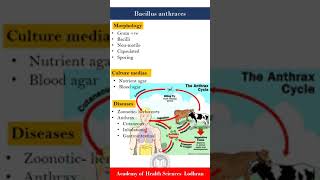 Bacillus anthraces  Microbiology  by Imran Yaseen [upl. by Aliek641]