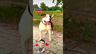 Pitbull dog dog lover 😍 dog ke sath videotrending viralvideo video hindi hindisong [upl. by Adnovay]