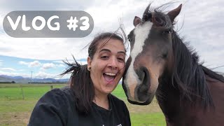 Vlog 3 Cuidando de Cavalos e Três Doguinhos em uma Fazenda  Pet Sitter na Nova Zelândia [upl. by Koorb]