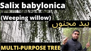 Salix babylonica  Weeping willow بید مجنوں A MultiPurpose Tree  Miracle Herbal Diversity [upl. by Coppola725]