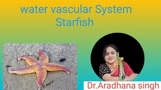 Water Vascular System Of Starfish science biology zoology [upl. by Assiluy]