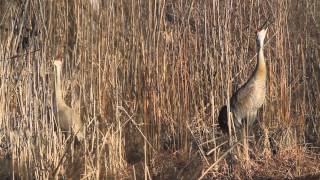 Sandhill Crane Michigan  Crane Calls [upl. by Yadsnil]