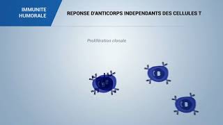 IMMUNITE HUMORALE REPONSE DANTICORPS INDEPENDANTS DES CELLULES T [upl. by Ellenuahs]