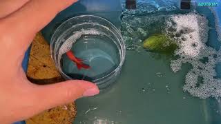 How to breed Betta fish successfully  Aquarias [upl. by Harat]