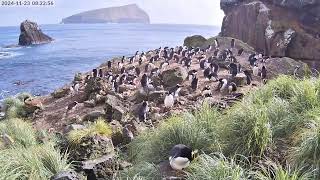 TawakiCam  Erectcrested penguins in Anchorage Bay Antipodes Island [upl. by Lessig363]