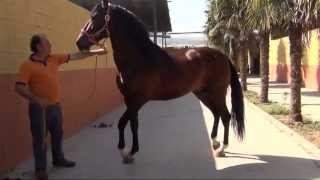 Caballos domados Pura Raza Española PRE Ganadería el Niño de la Fuerza La Zubia Granada [upl. by Faires]