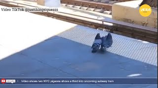 Two NYC pigeons shove a third into oncoming subway train [upl. by Hyacinthia]