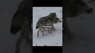 🐺 Dire Wolves The RealLife ‘Game of Thrones’ Beasts facts animals wolves gameofthrones [upl. by Berkman183]