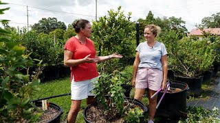 Get It Growing Time to prune Southern highbush blueberries [upl. by Drawe]