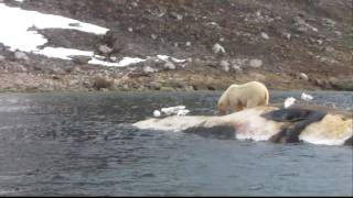 Polarbear feeding on a dead Whale [upl. by Igor]