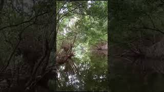 Pondy Marina Mangrove forest in Pondicherry [upl. by Ecyrb]