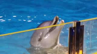 Jeddah Dolphin Show  Fakieh Aquarium  Travel Saudi [upl. by Ymmor]