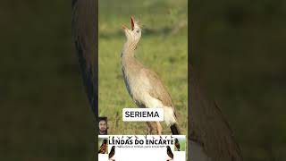 Cantos que lembram a roça lendasdoencarte aves passaros brasil fauna flora birdsounds [upl. by Notnelc153]