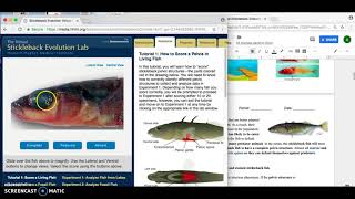 Modified Stickleback Evolution Lab [upl. by Heisel]