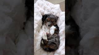 Puddles  Mini Aussiedoodles dogsofyoutube doodle aussiedoodle springtime puddle dogs puppy [upl. by Sheila]