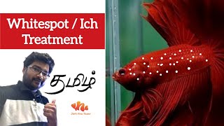 Whitespots  Ich  Treatment  தமிழ்  Jeys Fish Tanks 👍🏾 [upl. by Elocaj]