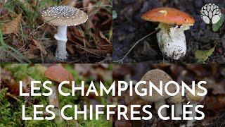 Les chiffres sur les champignons révélés [upl. by Eillak525]