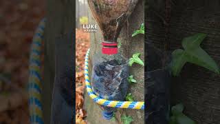 Survival skills Water filter made of moss and charcoal survival [upl. by Valoniah423]