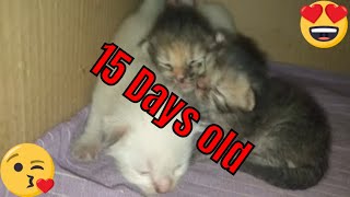 15 Days old 5 cute Persian Kittens  Grooming and almost running around [upl. by Kristen672]