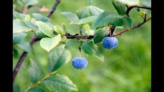 Effect of Whortleberry fruit hydroalcoholic extract on type 2 diabetes [upl. by Sula]