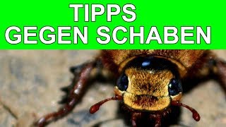 TIPPS GEGEN SCHABEN IN DER KÜCHE 2017 [upl. by Tennes]