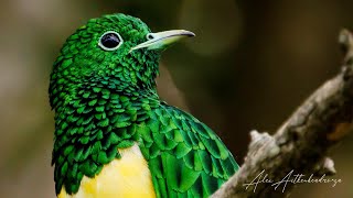 African Emerald cuckoo knysna diepwalle forest natures songs Camping Decks Sanparks Forest birds [upl. by Shepley618]