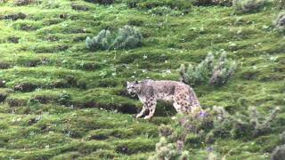 Snow Leopard Valley of the Cats 21 August 2023 [upl. by Euqinahc]