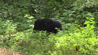 王滝でツキノワグマに遭遇Japanese BearUrsus thibetanus japonicus [upl. by Nylsirhc]