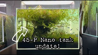 45P Nano tank Update [upl. by Nogam973]