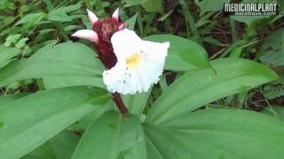 Costus speciosus [upl. by Ecirrehs743]