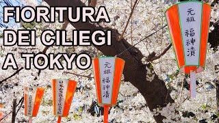 LA FIORITURA DEI CILIEGI A TOKYO  HANAMI 2019 [upl. by Torr]