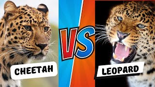 CHEETAH VS LEOPARD Who Will Win [upl. by Ronica676]