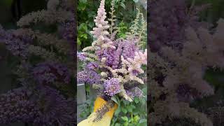 Buddleja Astilbe 붓들레아 아스틸베 [upl. by Alaehs393]