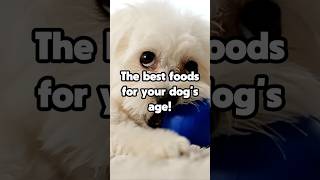 The best foods for your dogs age [upl. by Dania]