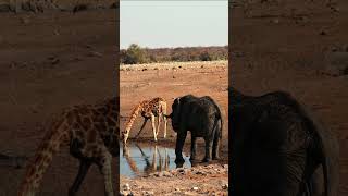 Giraffe and Elephant in Etosha National Park Namibia [upl. by Gipsy]