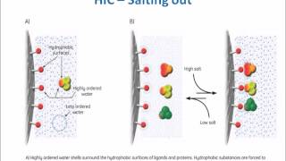 Hydrophobic Interaction Chromatography Theory and Principle [upl. by Dorrie]