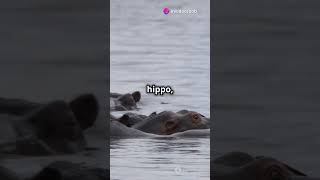 BATTLE OF THE JUNGLE HIPPO VS CROCODILE animal battle animals shorts crocodile hippo [upl. by Adamis482]