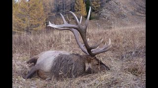 Maral Stag hunt Kazakhstan 2011 [upl. by Imhsar]