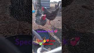 speckled chickens farmhouse farmhousechickenrooster roosters chickenhouse freerangechicken [upl. by Gibbeon]