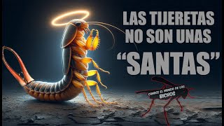 LAS TIJERETAS NO SON SANTAS SE ENFRENTAN A LO QUE SEA [upl. by Blanka]