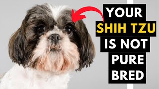 How to identify Your Shih Tzu Puppy is Pure Bred or Not [upl. by Ttoile]