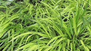 Hakonechloa macra  JapanBerggras Japanese Forest Grass [upl. by Crowell]