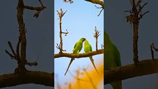 In frame Alexandrine parakeet and Roseringed parakeetshorts reels bollywood [upl. by Sinnoda]