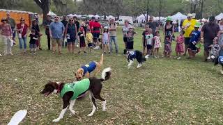 Soccer Collies [upl. by Helsa541]